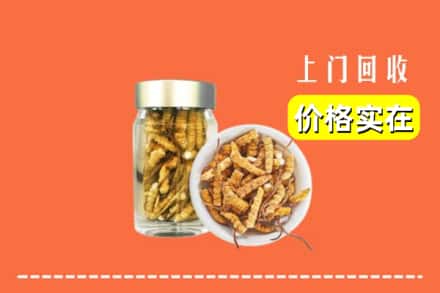 海北州门源回收散虫草