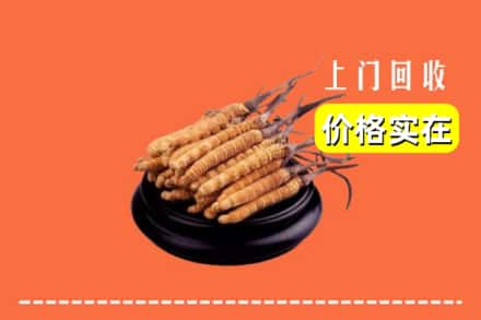 海北州门源回收冬虫夏草